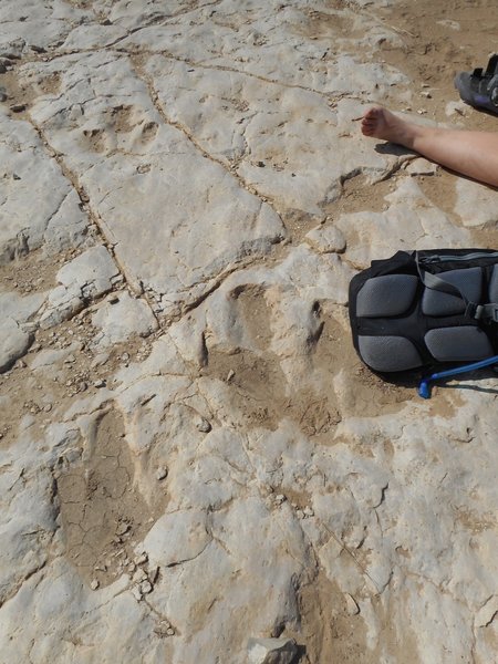 Allosaurus tracks following apatosaurus herd. Foot prints show stalking behavior.