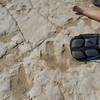 Allosaurus tracks following apatosaurus herd. Foot prints show stalking behavior.