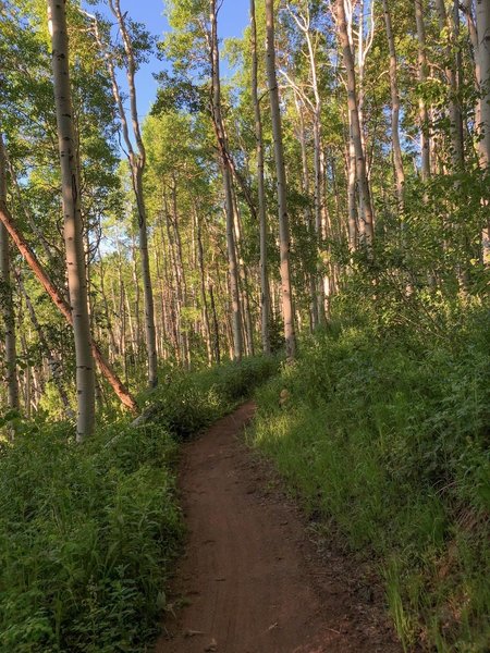 Pinecone’s aspen forests in its lower reaches give way to pine forests—this is one of the best trails in Park City and the Wasatch