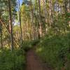 Pinecone’s aspen forests in its lower reaches give way to pine forests—this is one of the best trails in Park City and the Wasatch
