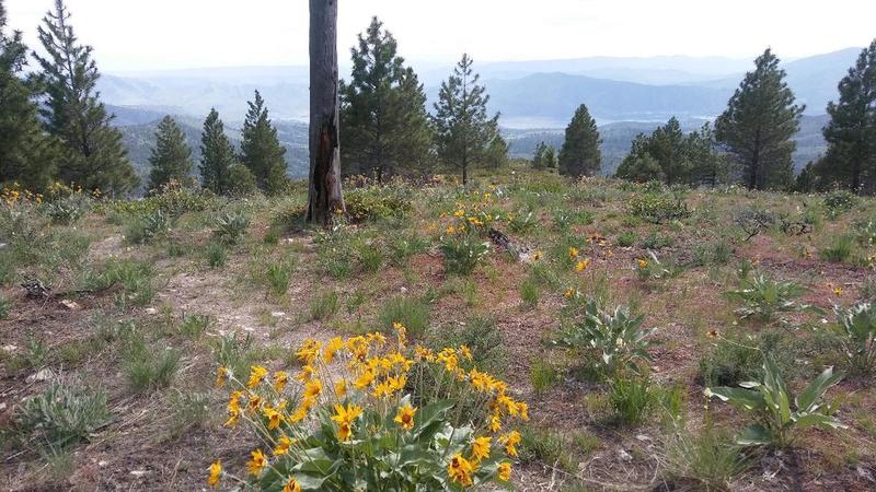 May flowers Lake Chelan in the background at the top of Mallory's Trail.