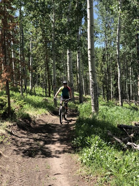 Cruising through the aspens on a freshly cut trail