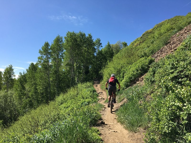 Mid Mountain trail is nice singletrack that is mostly undulating terrain.