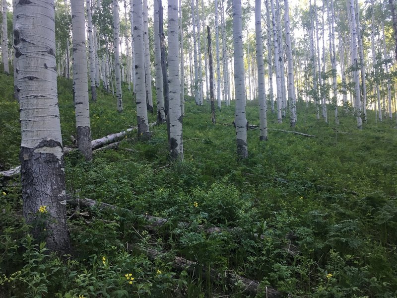 Mature Aspen forest on the descent to West Sopris Creek.