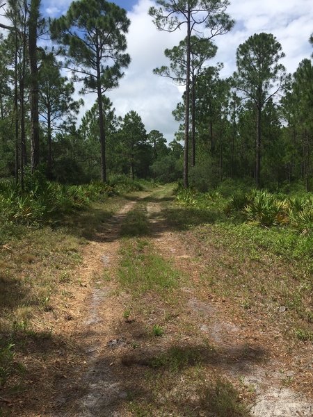 Typical road/trail in the preserve