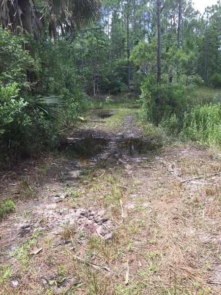 As of May 2018, these puddles can be easily ridden through. The ground is pretty firm under the water.