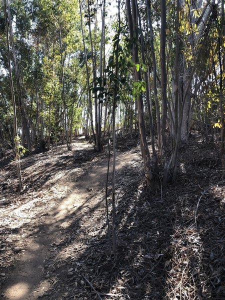 Eucalyptus grove.