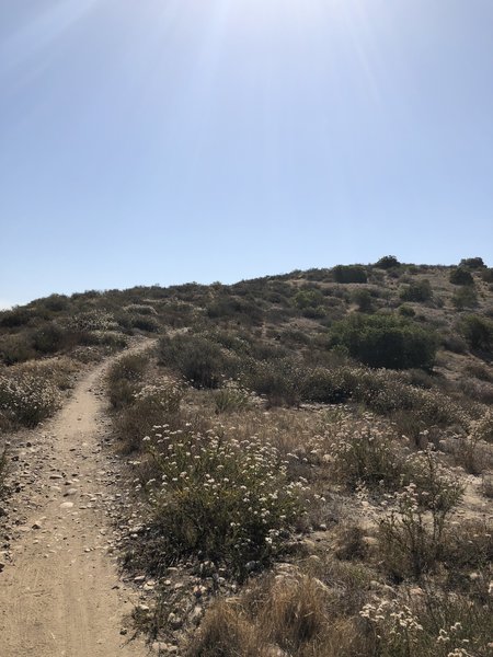 Singletrack ascent.