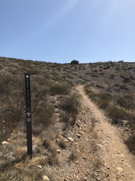 Singletrack ascent and still climbing.