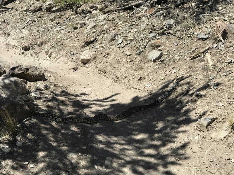 BF Snake on Cottonwood tour trail!