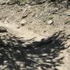 BF Snake on Cottonwood tour trail!