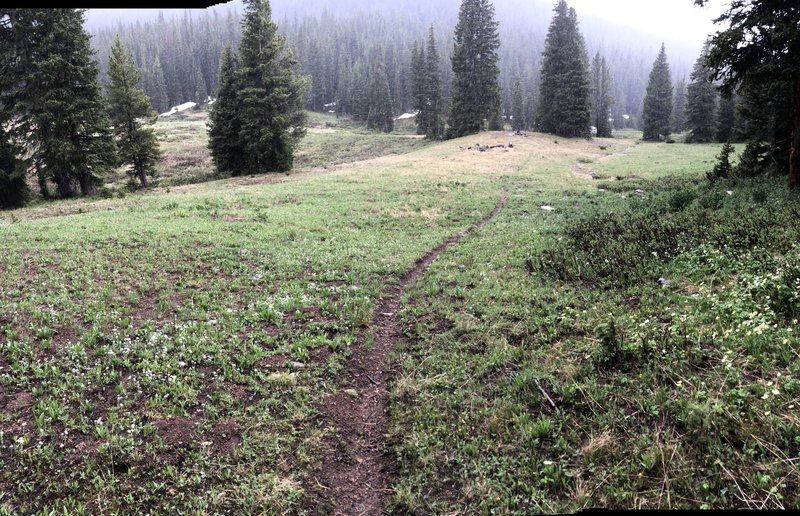 Nice singletrack through meadow