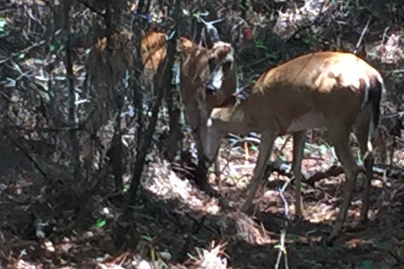 Nice wildlife on the trail