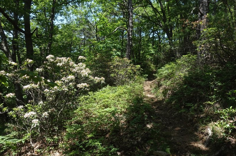 narrow singletrack descent lined with laurels