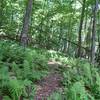 fern forest and stream crossings at the bottom