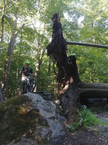 Lots of punchy rock rollers along this trail.