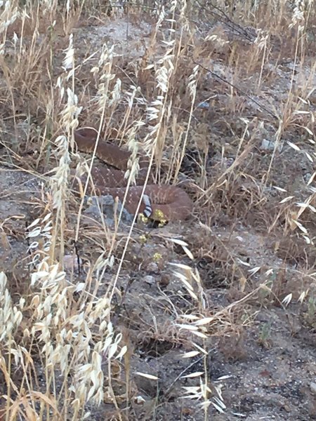 Rattler at northwest corner of Weir Canyon Loop.