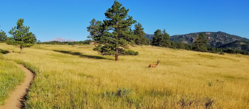 Longs Peak and Mt Meeker (and sometimes deer) come into view during this section of Nelson Loop.