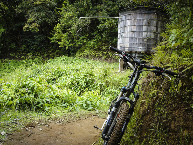 A rare rootless section of the Maunawili Trail