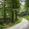 Serene forest road in the Upper Chattahoochee Rivershed