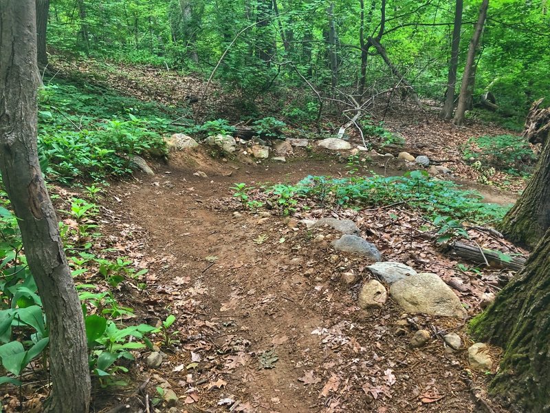 Nice burmed S turn on the coal road singletrack downhill