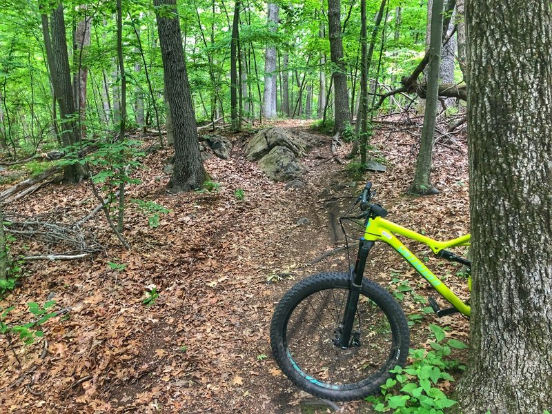 Last drop on the upper section of the coal road singletrack downhill. Is fun.