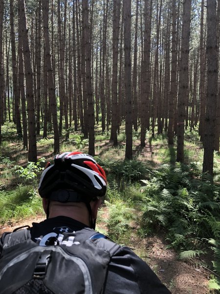 Through the pine trees on the Nicolet Roche Trail on our tandem 6 24 2018