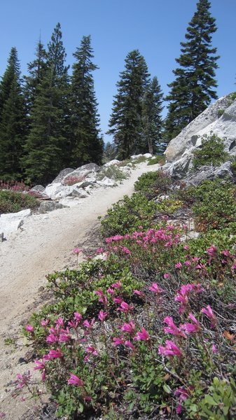 Some nice Penstemon on the Incline Flume