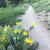 Mules Ear Sunflowers near Mt. Rose Highway