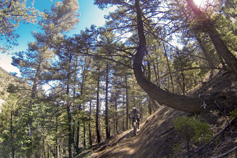 Narrow Rainbow trail just before Sandy Wash