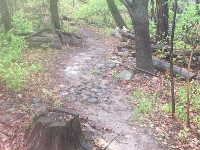 Return trail at Settlers Park