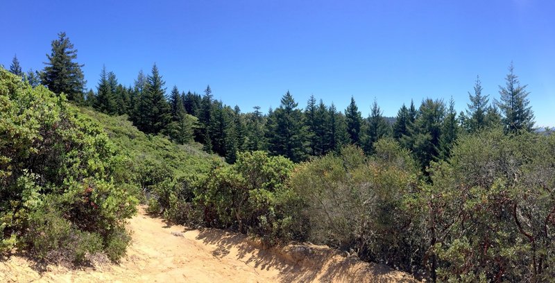 Forest on Manzanita Trail in El Corte de Madera Creek Preserve.