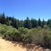 Forest on Manzanita Trail in El Corte de Madera Creek Preserve.