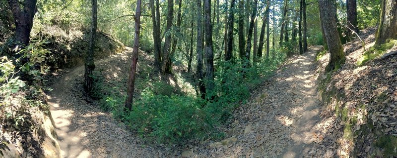 Forest in El Corte de Madera Creek Preserve.