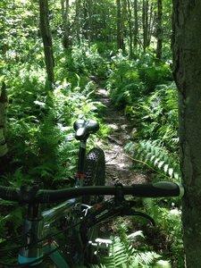 Moose in the disc golf course