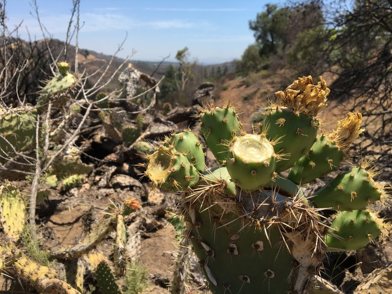 Cacti south of lake on Lakeview Loop trail.