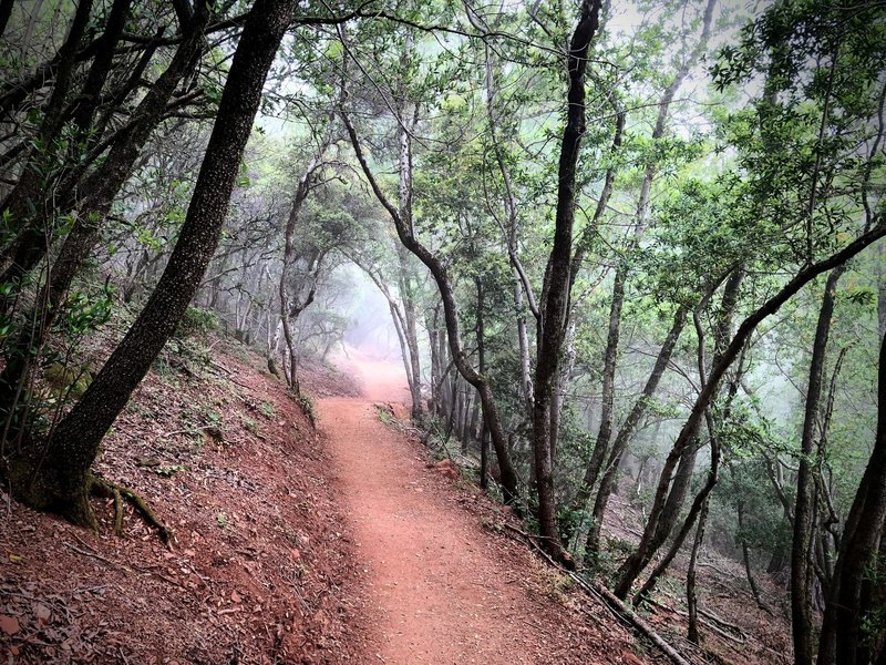 Mount Umunhum Trail in a cloud rolling over the mountain.