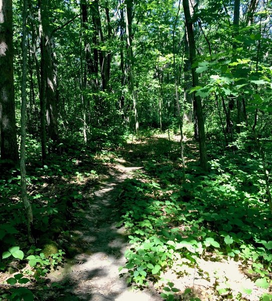 Smooth, flowy forest singletrack