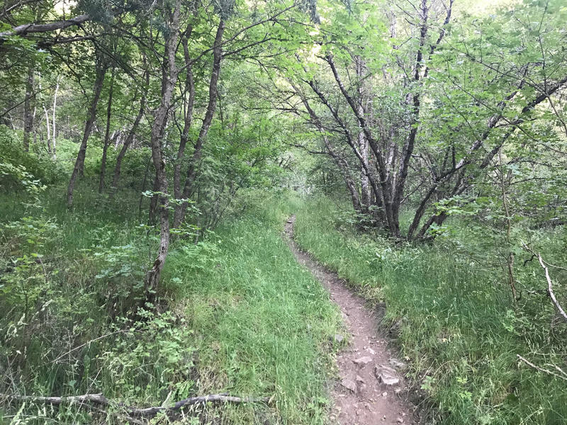 Leatham's Hollow Trail - 1.0 mile