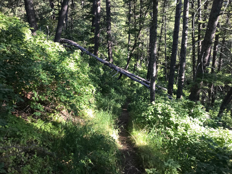 Fallen log across Leatham's Hollow Trail