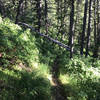 Fallen log across Leatham's Hollow Trail