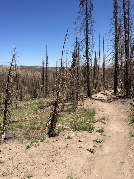 New trail after burn