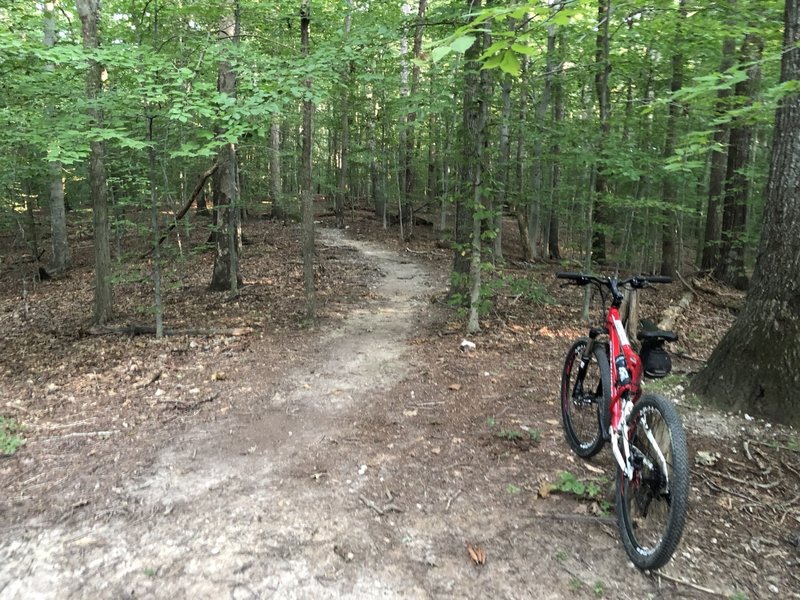 A simple shot of the small singletrack