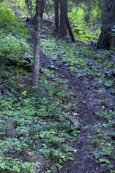 The steep, loose, barely walkable hike-a-bike that continues off picture to the upper left. (Pictures flatten things, but hiking this in MTB shoes wasn't trivial)