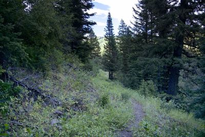 After joining the old road bed, it's like a whole different (and way more fun) trail. Better views, better riding, minimal hike-a-bike.