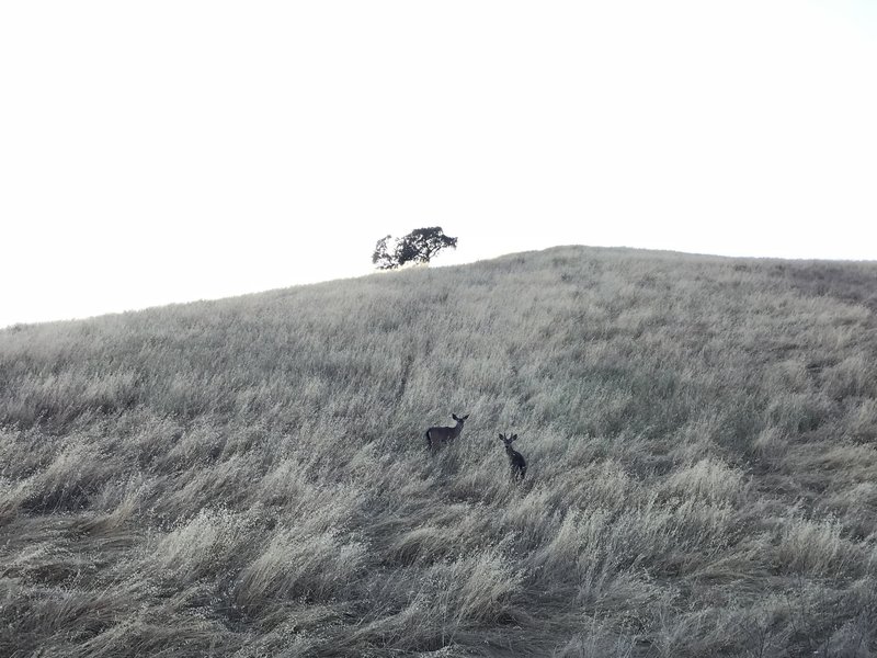 A couple locals watching from above.