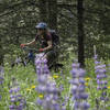 Enjoy the wild flowers as you climb the south flank of Mt. Helena.