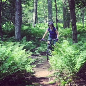 Lotsa ferns on Fern Trail.