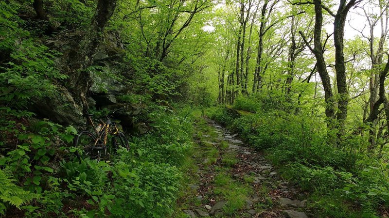 Near the top of Old Mitchell Toll road during the summer.