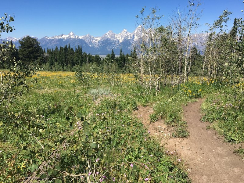 July in the Tetons.